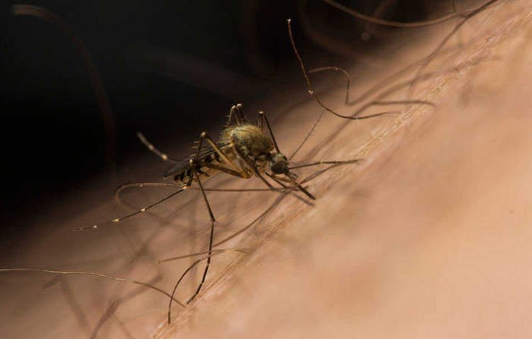 El Ayuntamiento de Utrera continúa con la labor preventiva y de control contra el mosquitos del Nilo