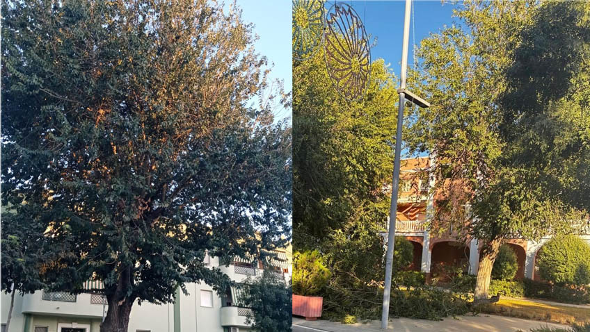 El PSOE de Utrera considera que «el arbolado del Paseo de Consolación necesita un diagnóstico actualizado y un seguimiento permanente»